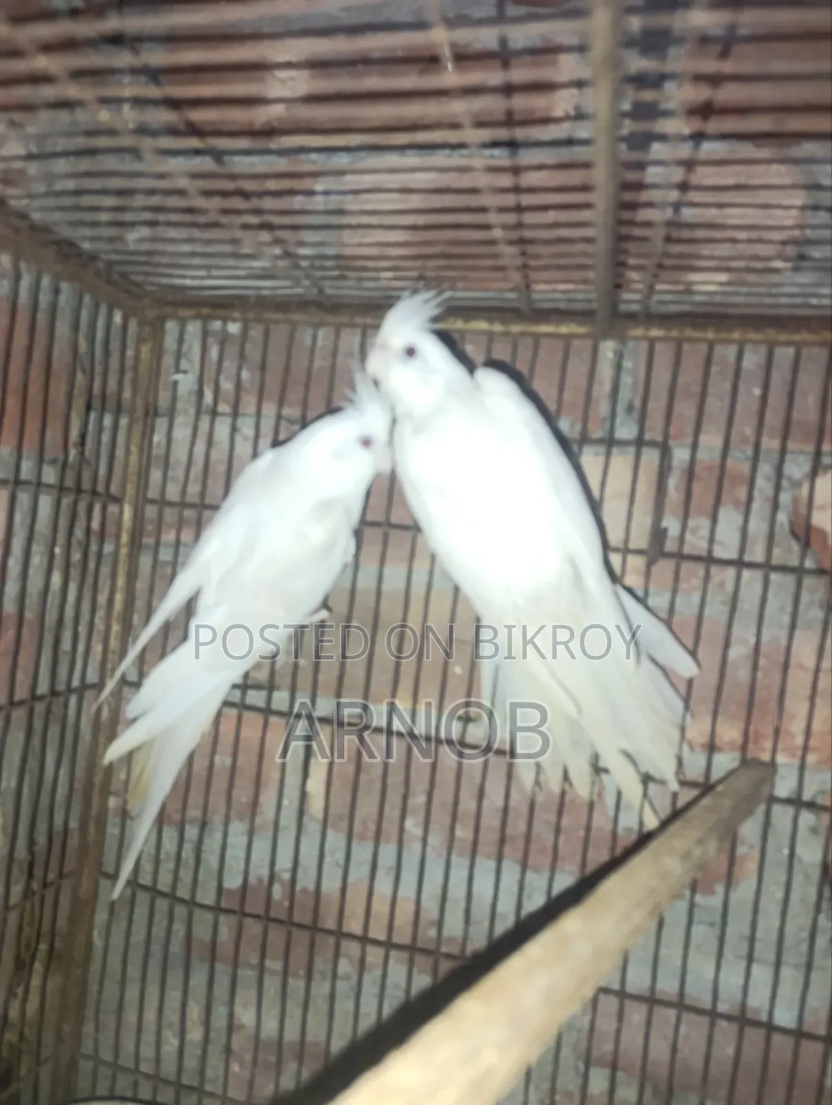 অ্যালবিনো ককটেল মাস্টার জোড়া
