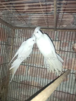 অ্যালবিনো ককটেল মাস্টার জোড়া