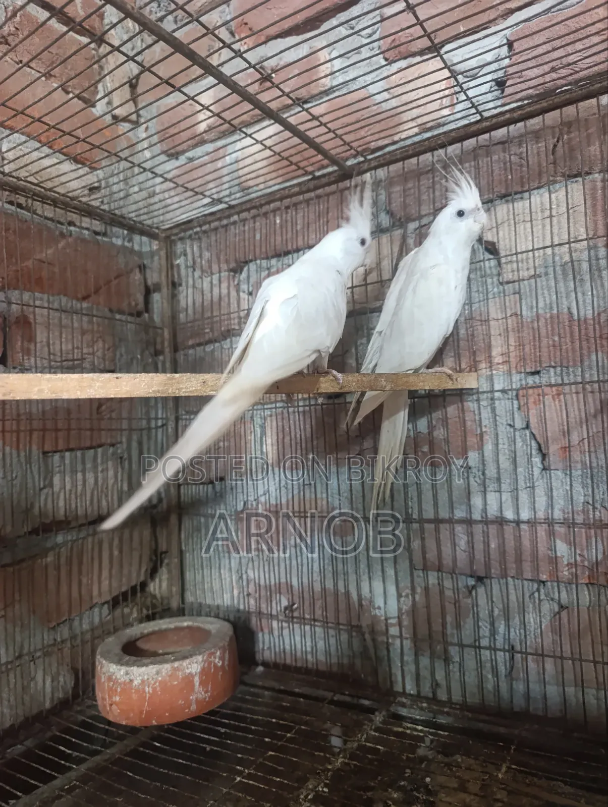 অ্যালবিনো ককটেল মাস্টার জোড়া