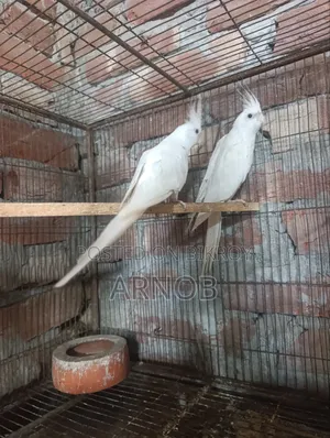 অ্যালবিনো ককটেল মাস্টার জোড়া
