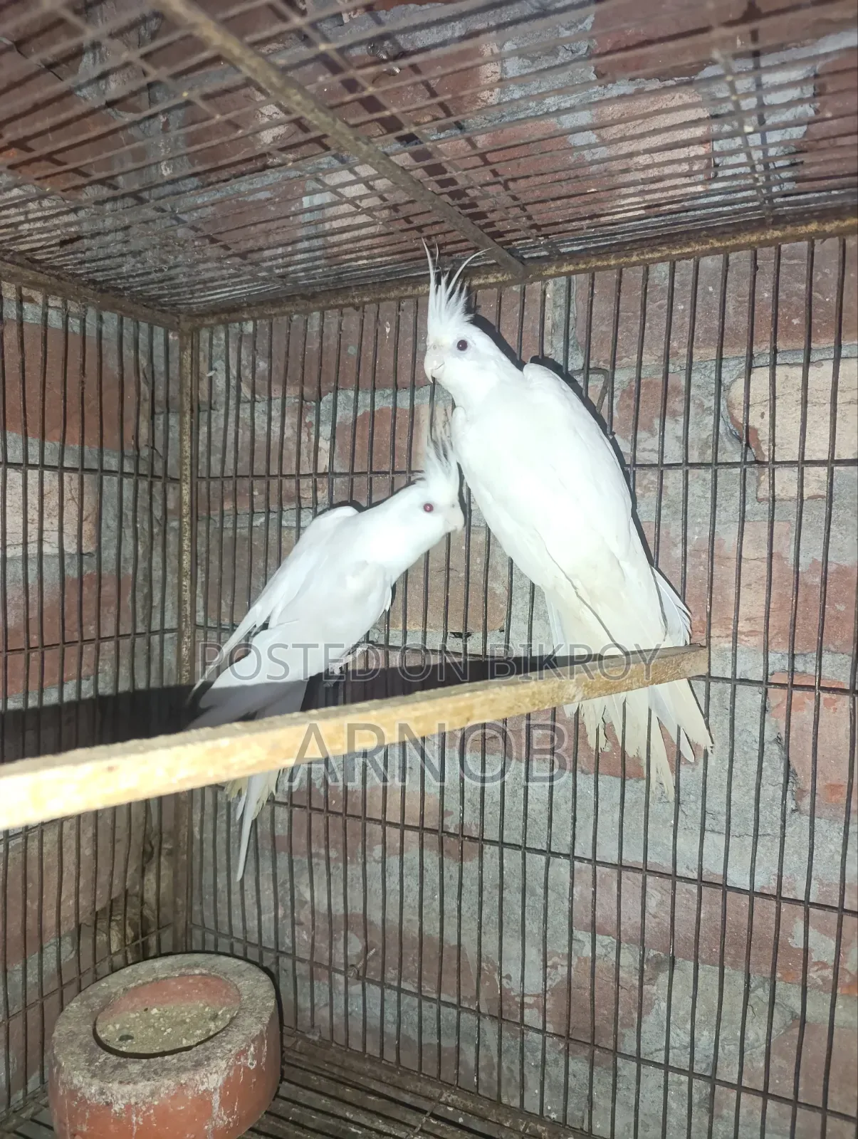 অ্যালবিনো ককটেল মাস্টার জোড়া