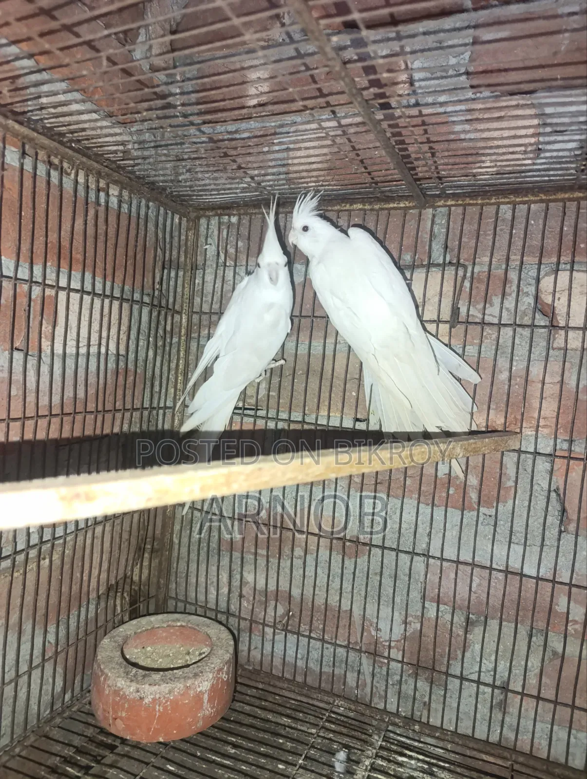 অ্যালবিনো ককটেল মাস্টার জোড়া