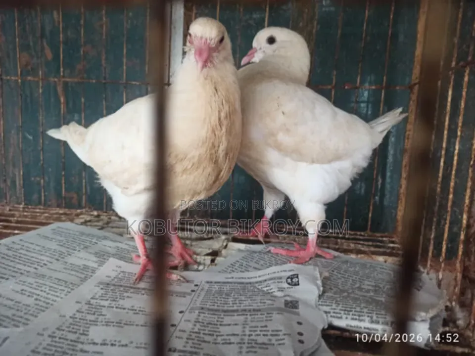 এক জোড়া শো কিং বেবি বিক্রয় হবে