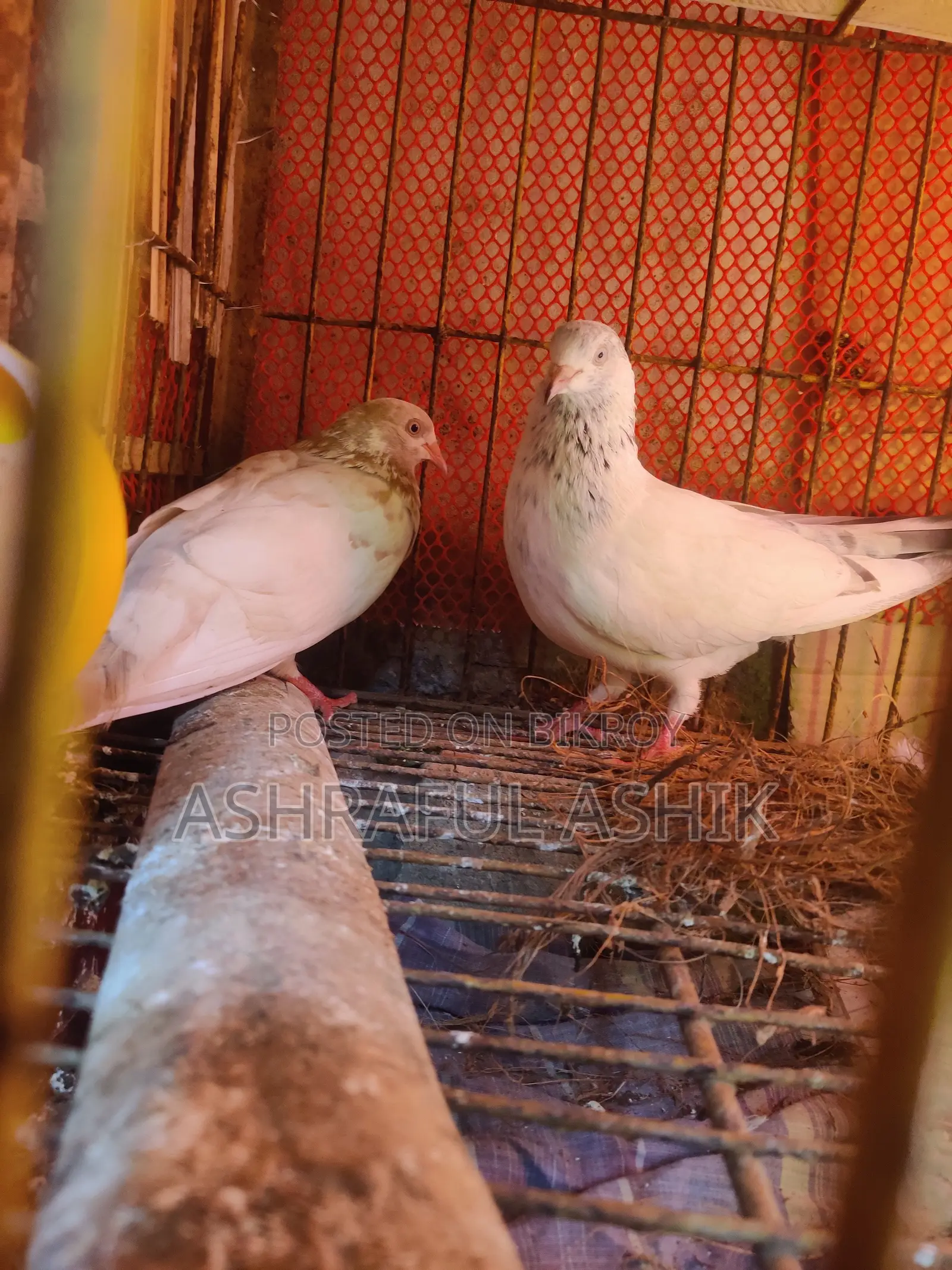 গিরিবাজ কবুতর জোড়া