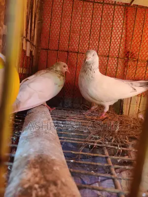গিরিবাজ কবুতর জোড়া