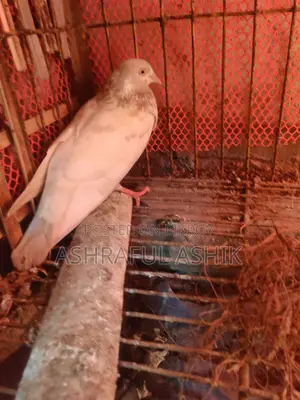 গিরিবাজ কবুতর জোড়া