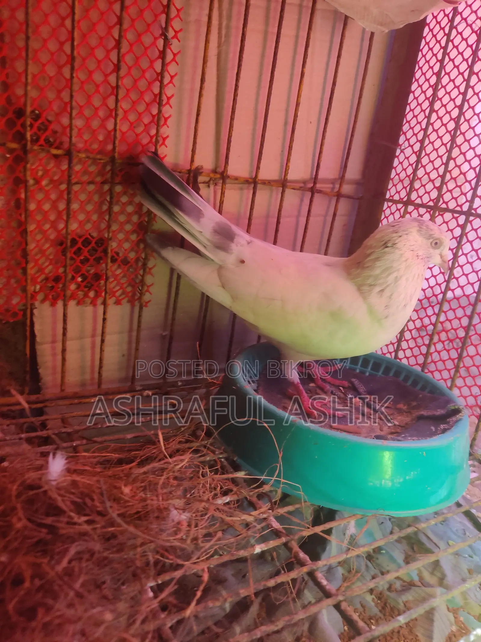 গিরিবাজ কবুতর জোড়া