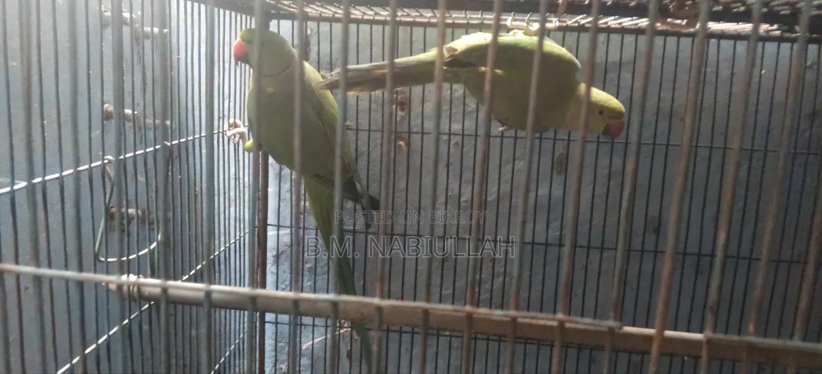 Indian Ringneck Parrot and Cockatiel Birds for Sale