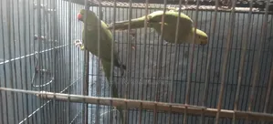 Indian Ringneck Parrot and Cockatiel Birds for Sale