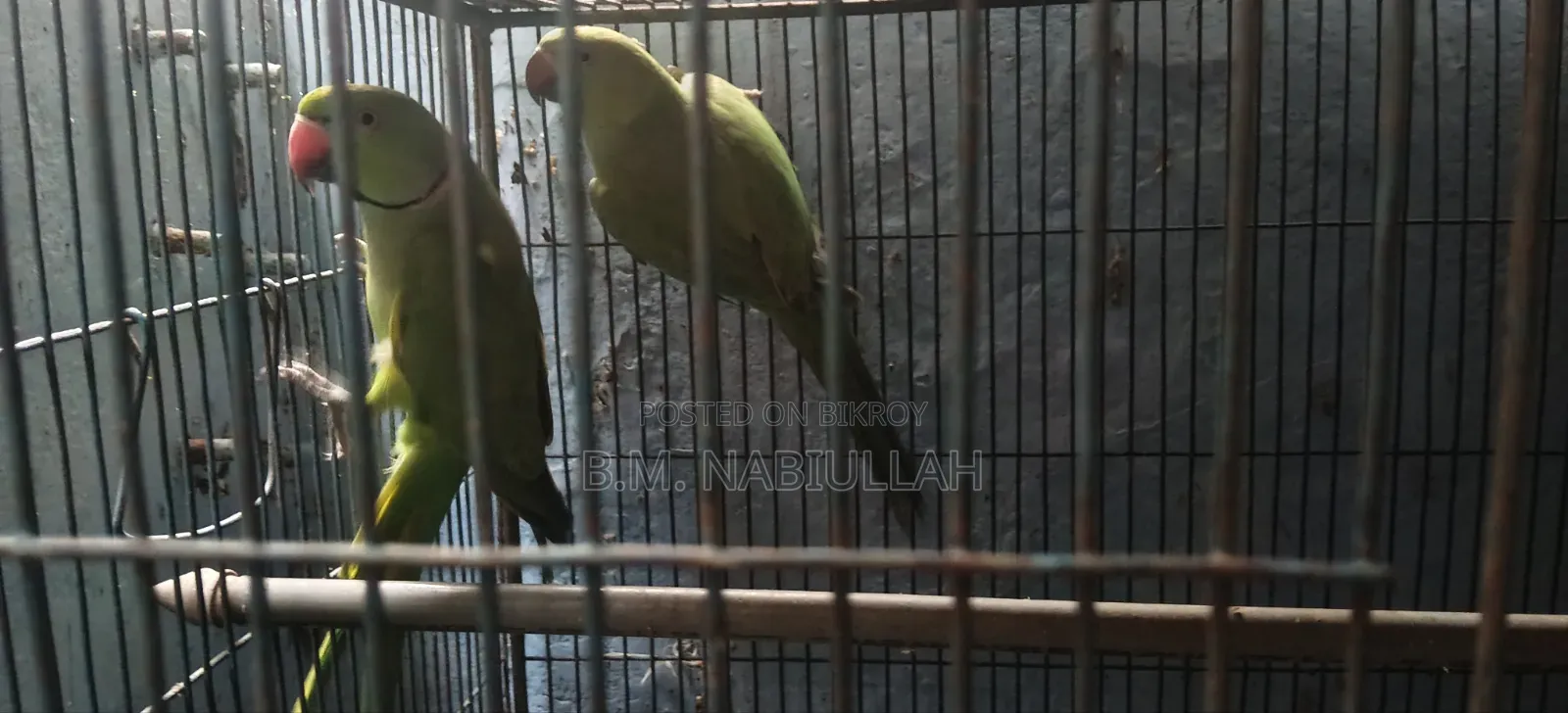 Indian Ringneck Parrot and Cockatiel Birds for Sale