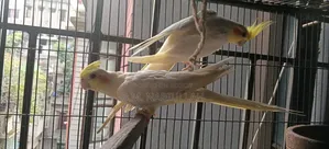 Indian Ringneck Parrot and Cockatiel Birds for Sale