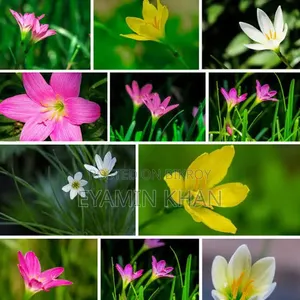 Rain Lily plant bulbs in three colors yellow, white and pink