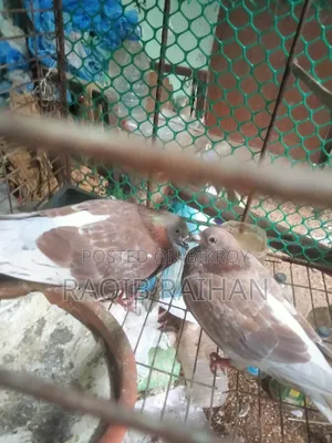 লাল চেকার রানিং জোড়া বিক্রয়।