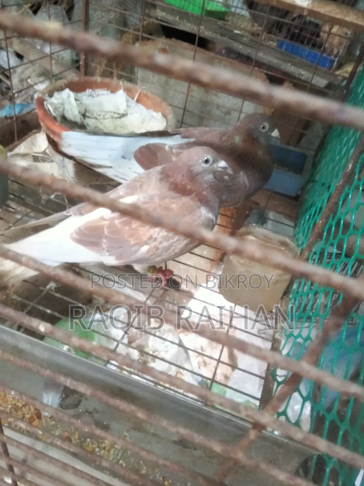 লাল চেকার রানিং জোড়া বিক্রয়।