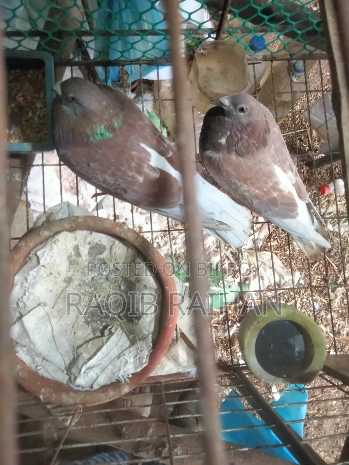 লাল চেকার রানিং জোড়া বিক্রয়।