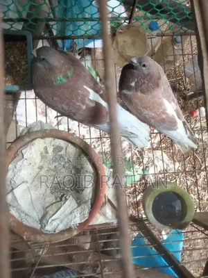 লাল চেকার রানিং জোড়া বিক্রয়।
