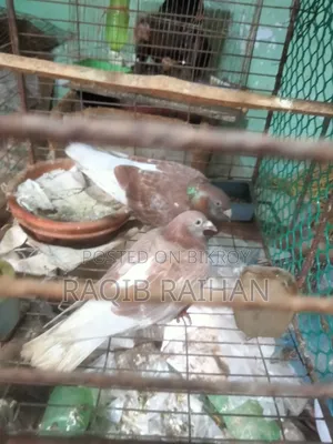 লাল চেকার রানিং জোড়া বিক্রয়।