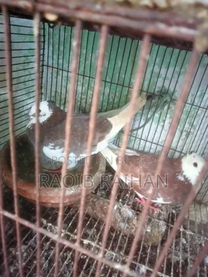 গোলা পায়রা (খাটি দেশি) বিক্রি করা হবে।