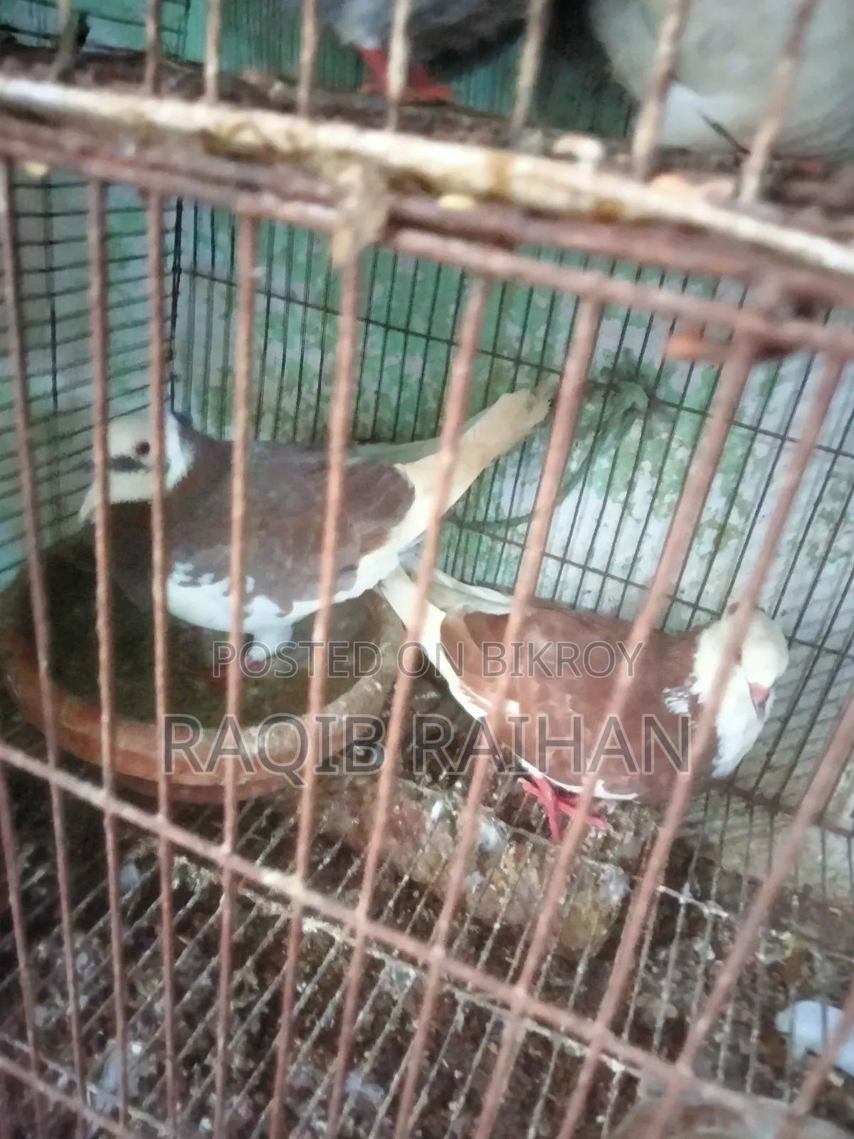 গোলা পায়রা (খাটি দেশি) বিক্রি করা হবে।