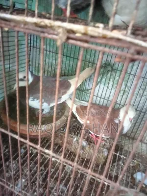 গোলা পায়রা (খাটি দেশি) বিক্রি করা হবে।