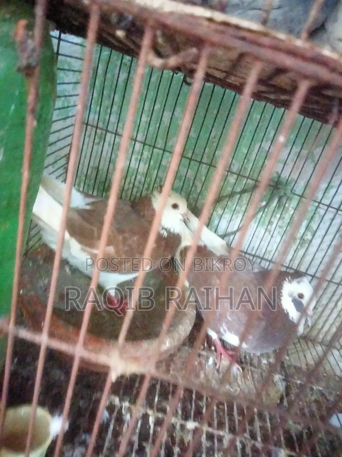 গোলা পায়রা (খাটি দেশি) বিক্রি করা হবে।