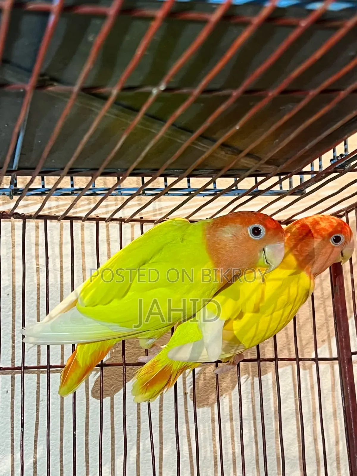 লাভ বার্ড পাখি