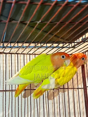 লাভ বার্ড পাখি