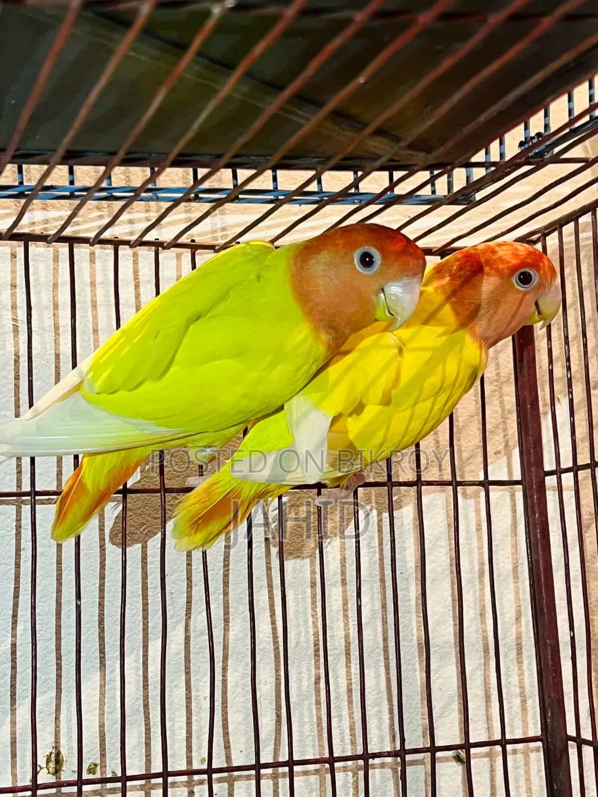 লাভ বার্ড পাখি