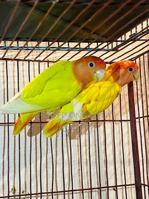 লাভ বার্ড পাখি