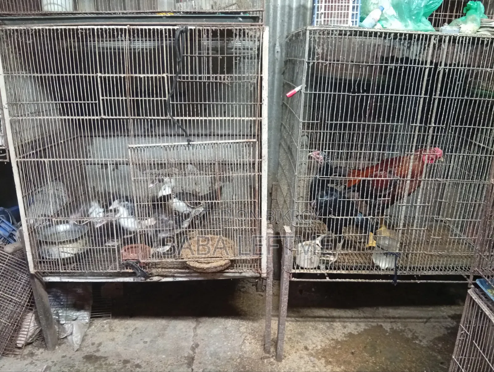 ২টি বড় খাঁচা