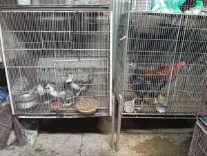 ২টি বড় খাঁচা
