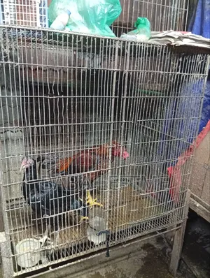 ২টি বড় খাঁচা
