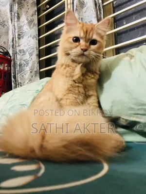 ১+ বছরের মহিলা খাঁটি ফার্সি