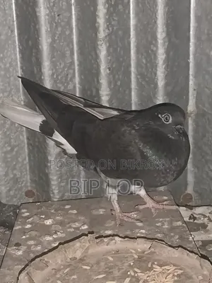 গিরিবাজ মাদি