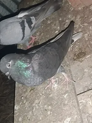 গিরিবাজ মাদি