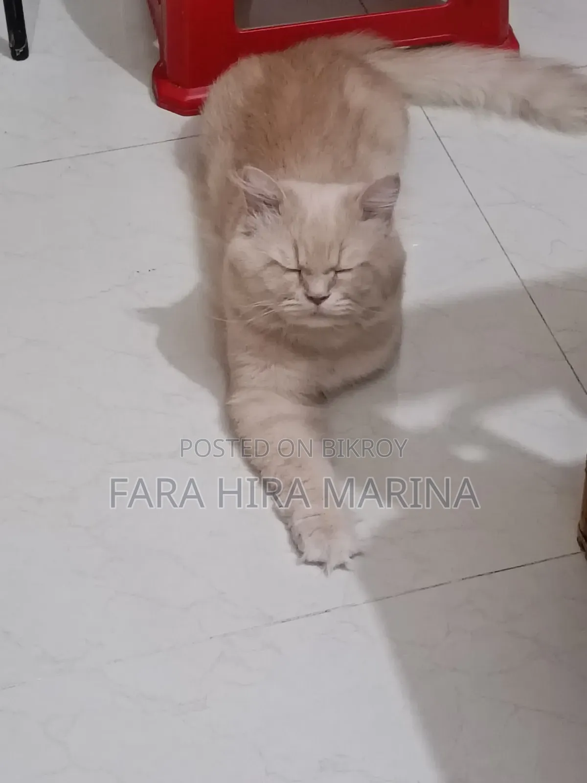 ১+ বছরের পুরুষ খাঁটি পার্সিয়ান