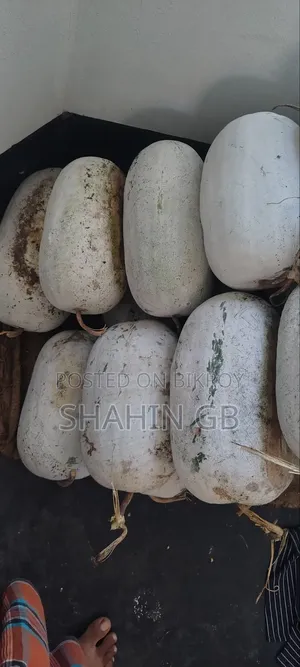 Ash Gourd