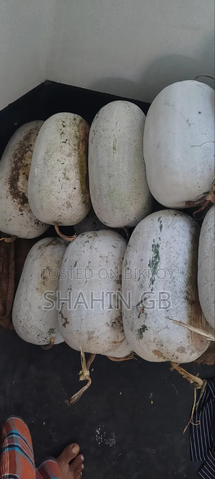 Ash Gourd