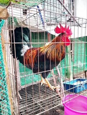 দেশি বিডার ডেংগা মোরগ