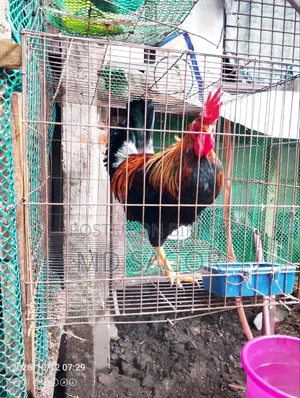 দেশি বিডার ডেংগা মোরগ