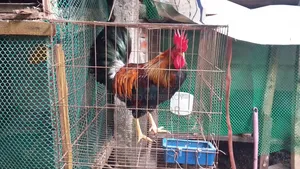 দেশি বিডার ডেংগা মোরগ