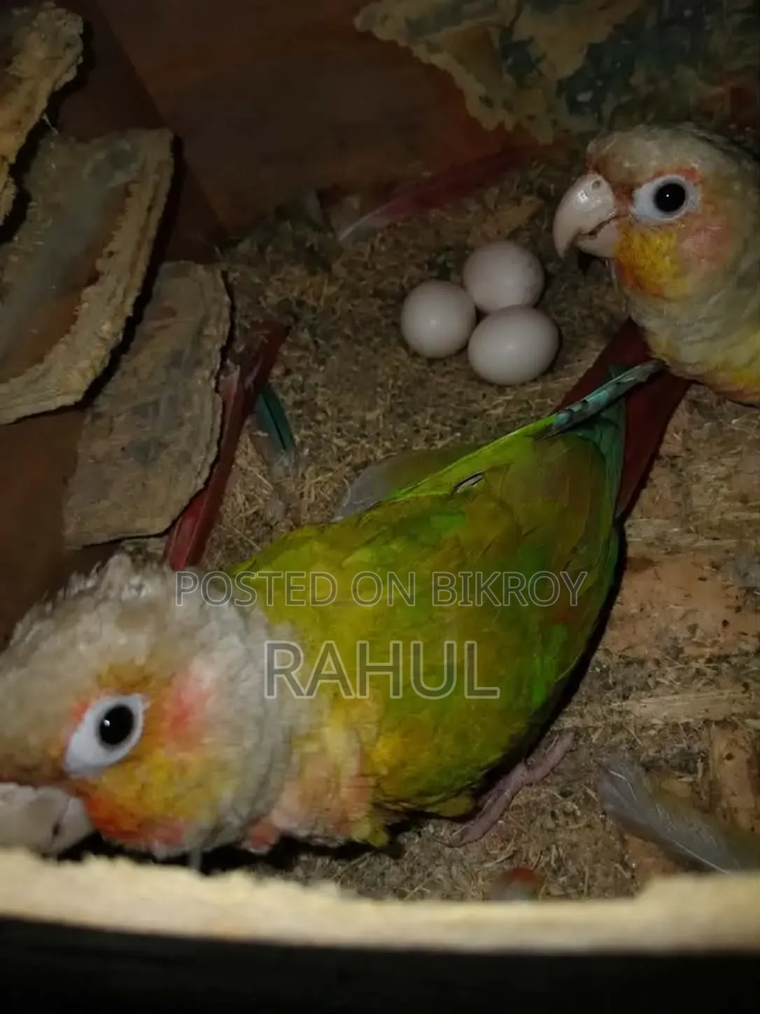 রানিং পাইনাপেল কুনুর