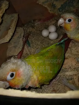রানিং পাইনাপেল কুনুর