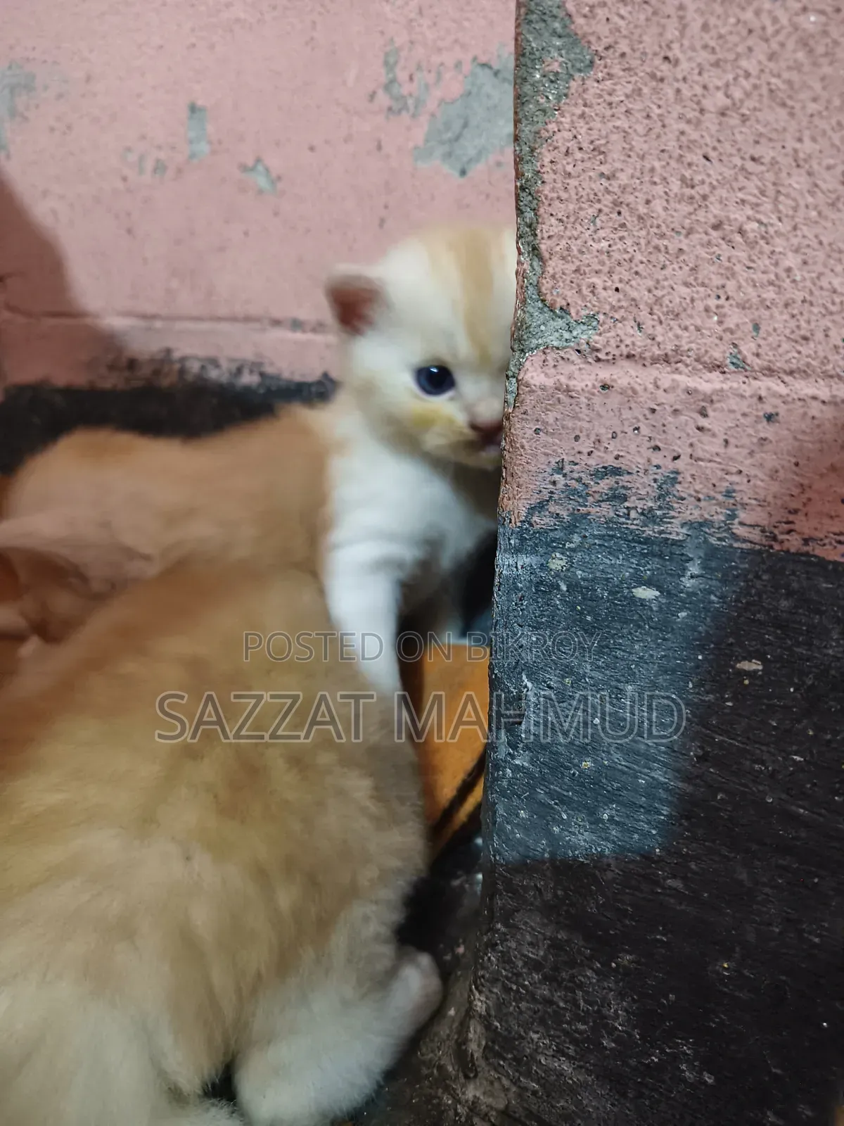 ০-১ মাস বয়সী পুরুষ মিশ্র জাতের পার্সিয়ান