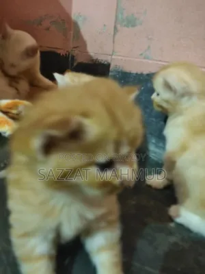 ০-১ মাস বয়সী পুরুষ মিশ্র জাতের পার্সিয়ান
