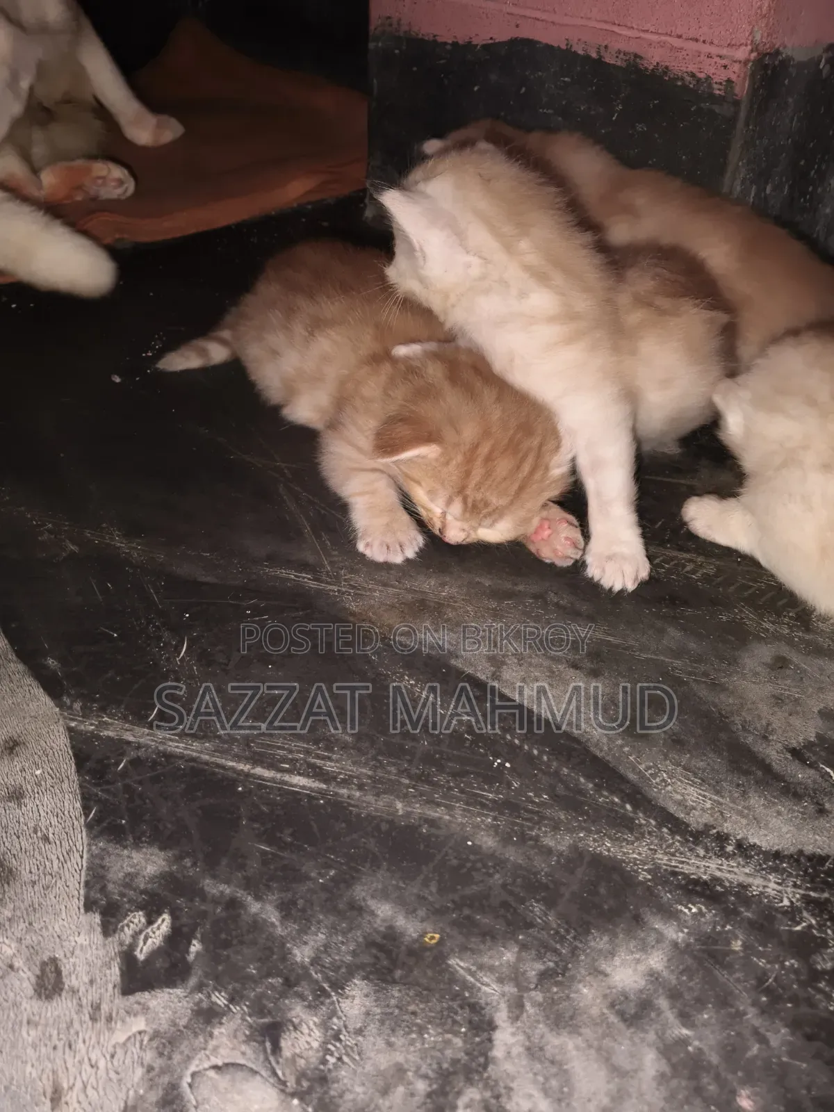 ০-১ মাস বয়সী পুরুষ মিশ্র জাতের পার্সিয়ান