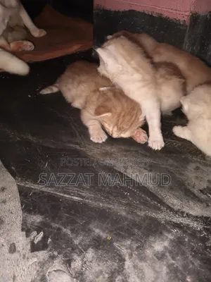 ০-১ মাস বয়সী পুরুষ মিশ্র জাতের পার্সিয়ান