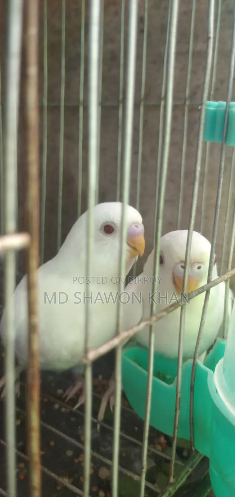 এলবিনো রেড আই বাজরিগার