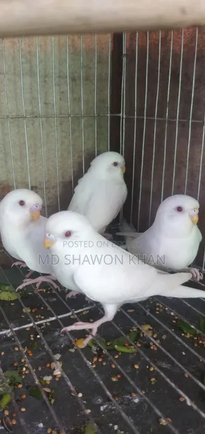 এলবিনো রেড আই বাজরিগার