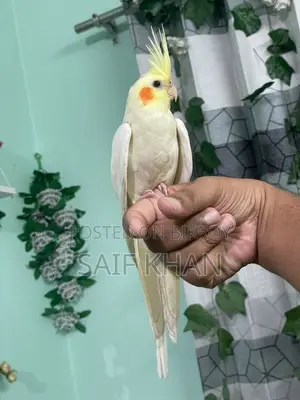 লুটিনো রেড আই